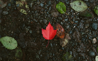 Draft Practice Guide: Indigenous Engagement, Consultation and Accommodation