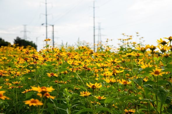 Meadoway2.jpg