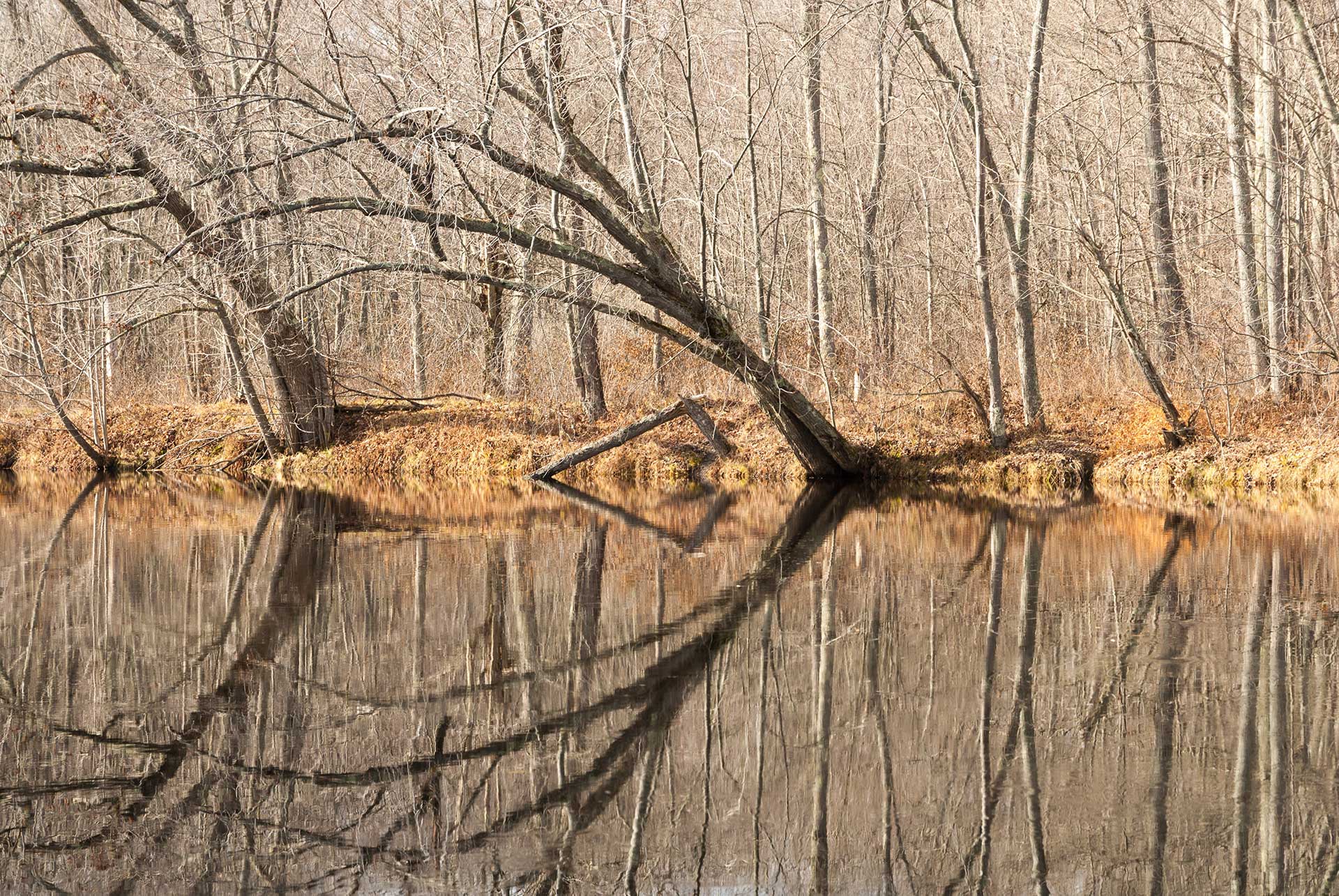 How Green Infrastructure Can Protect Communities from Flooding