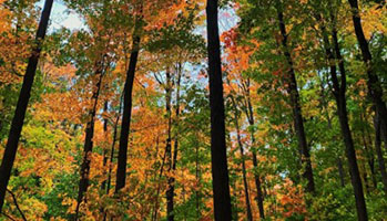 Photo of a forest in early fall