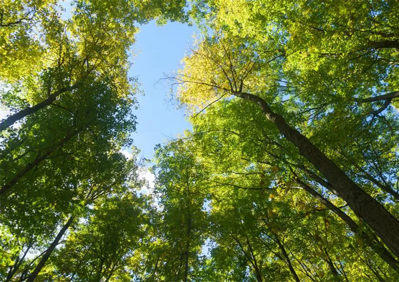 Combating Climate Change Through Interdisciplinary Collaboration