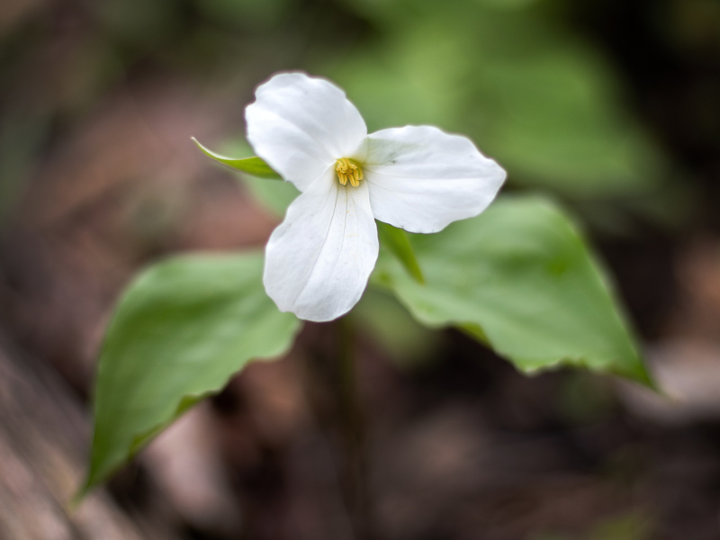 Trillium flower